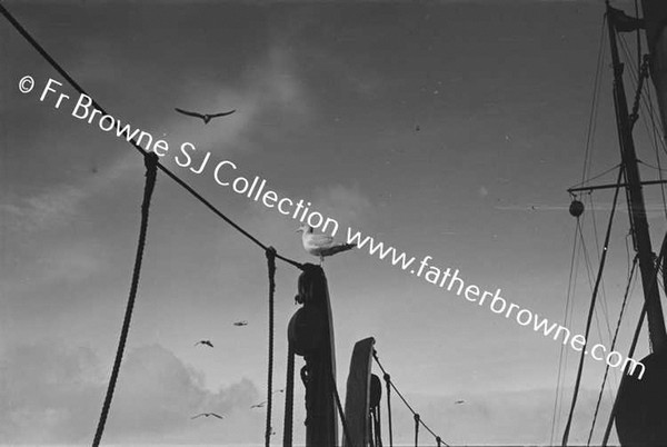 SEAGULLS ON SHIP IN HARBOUR